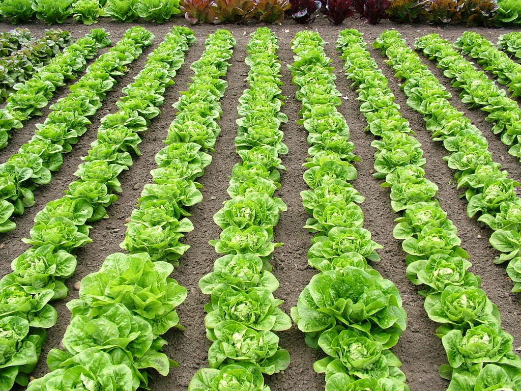 lettuce (Cos) 'Little Gem'
