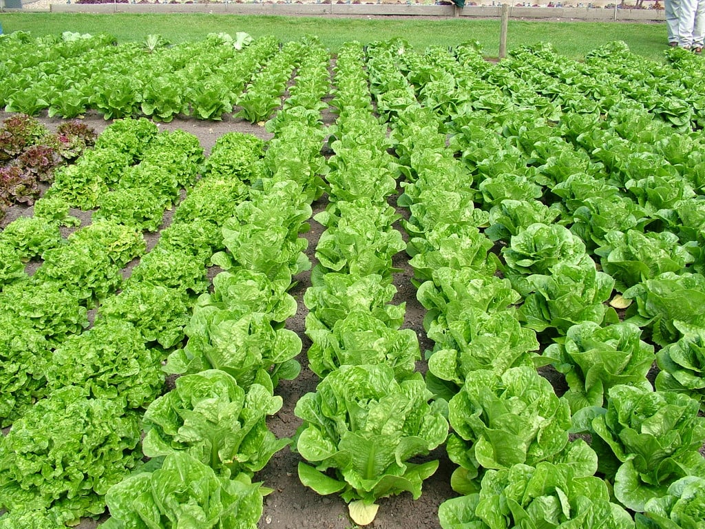 lettuce (Cos) 'Romany'