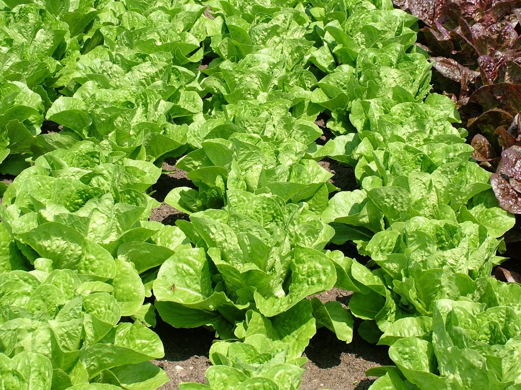 lettuce 'Valmaine'