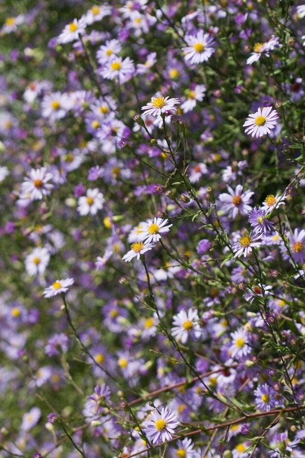 mauve-flowered starwort (of gardens)