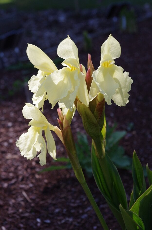 cautleya-flowered roscoea 'Early Yellow'