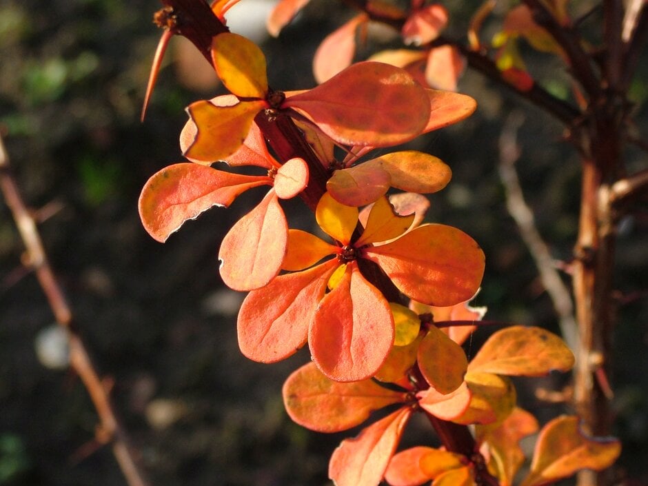 Japanese barberry 'Green Ornament'