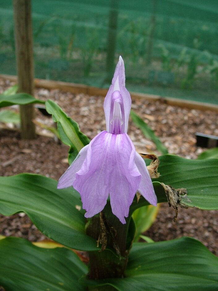 purple roscoea 'Peacock Eye'