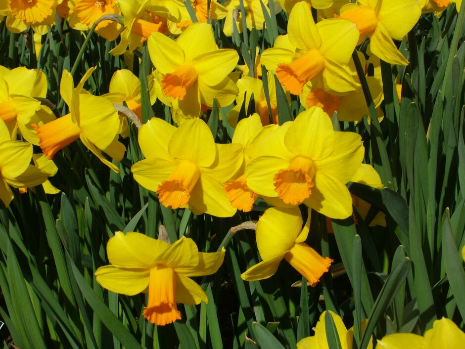 daffodil 'Glen Clova'