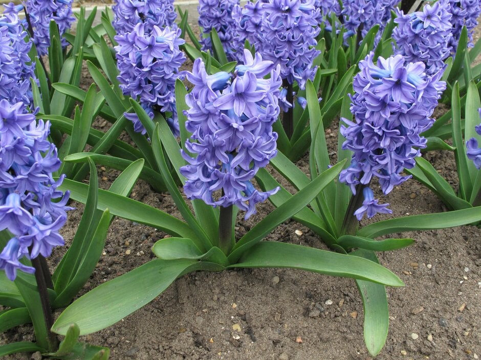 hyacinth 'All Stars'