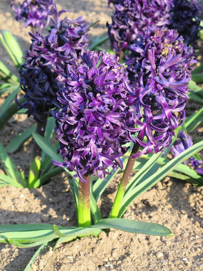 Hyacinthus orientalis &Midnight Mystique& hyacinth &Midnight Mystique