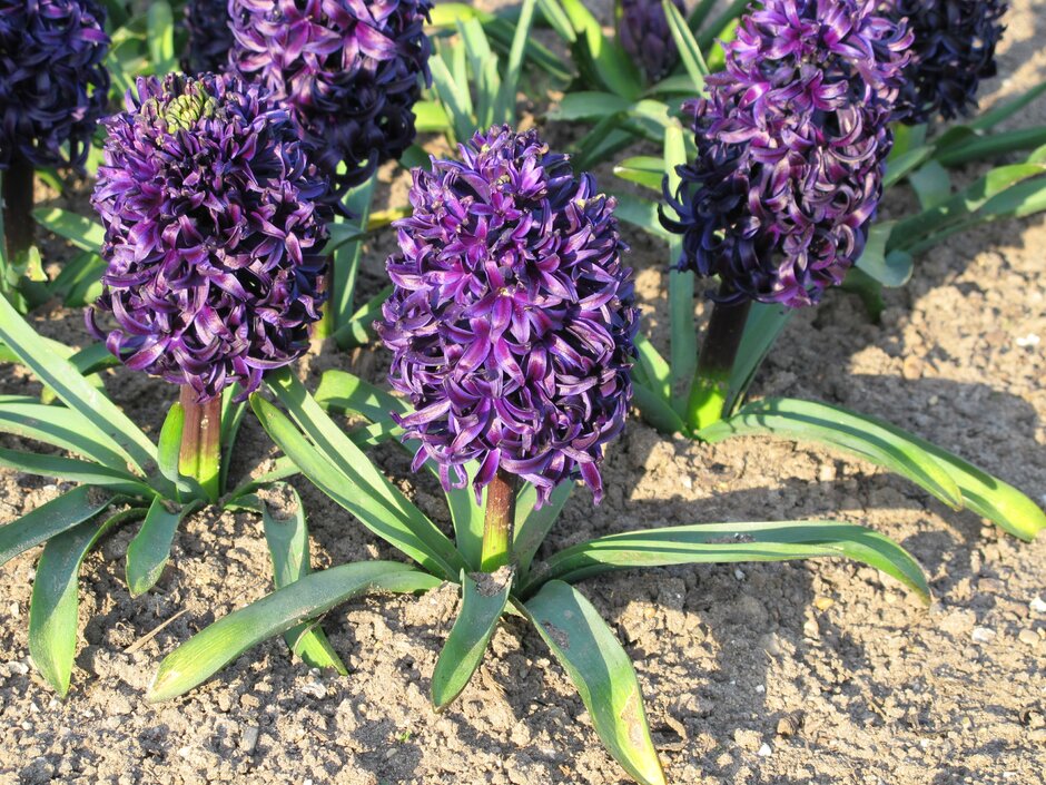 hyacinth 'Midnight Mystique'
