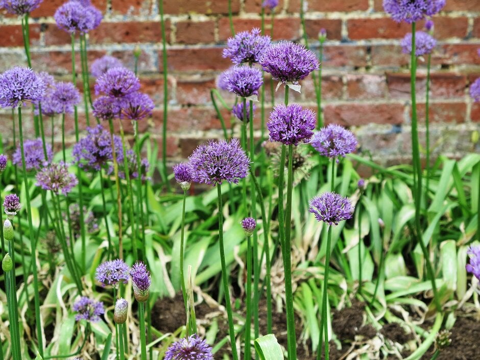 Dutch garlic B.Fedtsch.