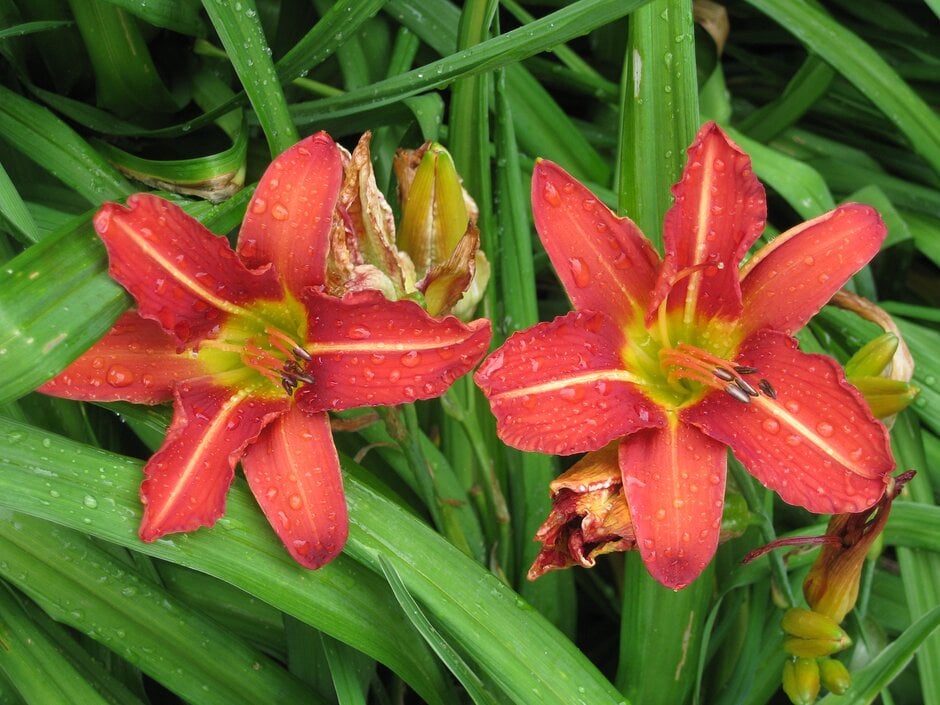 daylily 'Alan'
