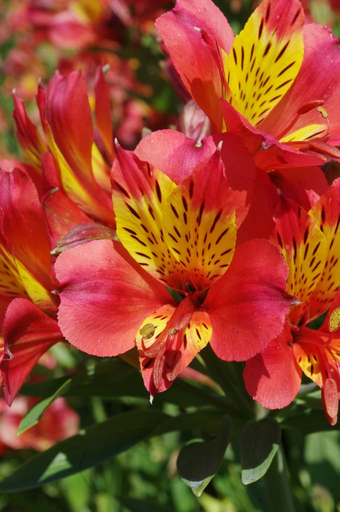 Peruvian lily 'Oriana'