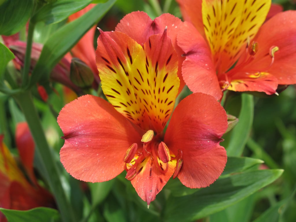 Peruvian lily 'Oriana'