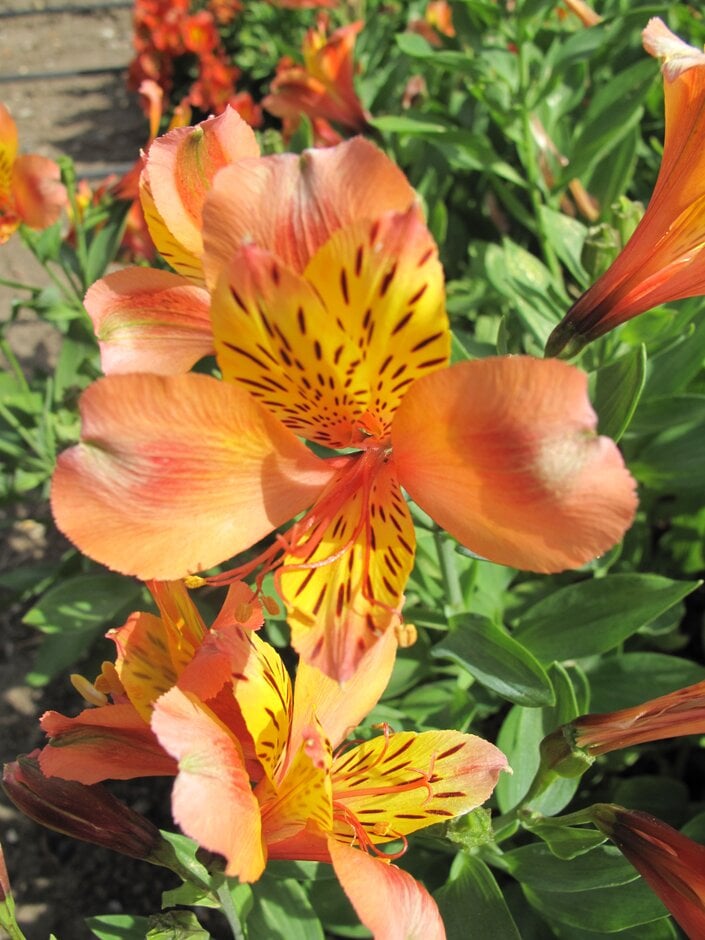 Peruvian lily 'Saturne'