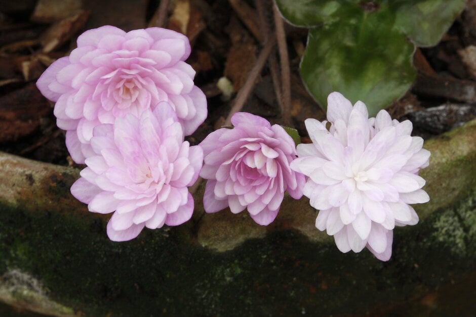 <em>Hepatica</em> <em>nobilis</em> var. <em>japonica</em> 'Akebono' (9/d)