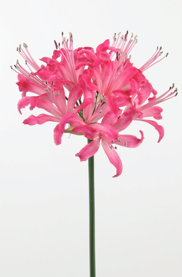 nerine 'Rose Princess'