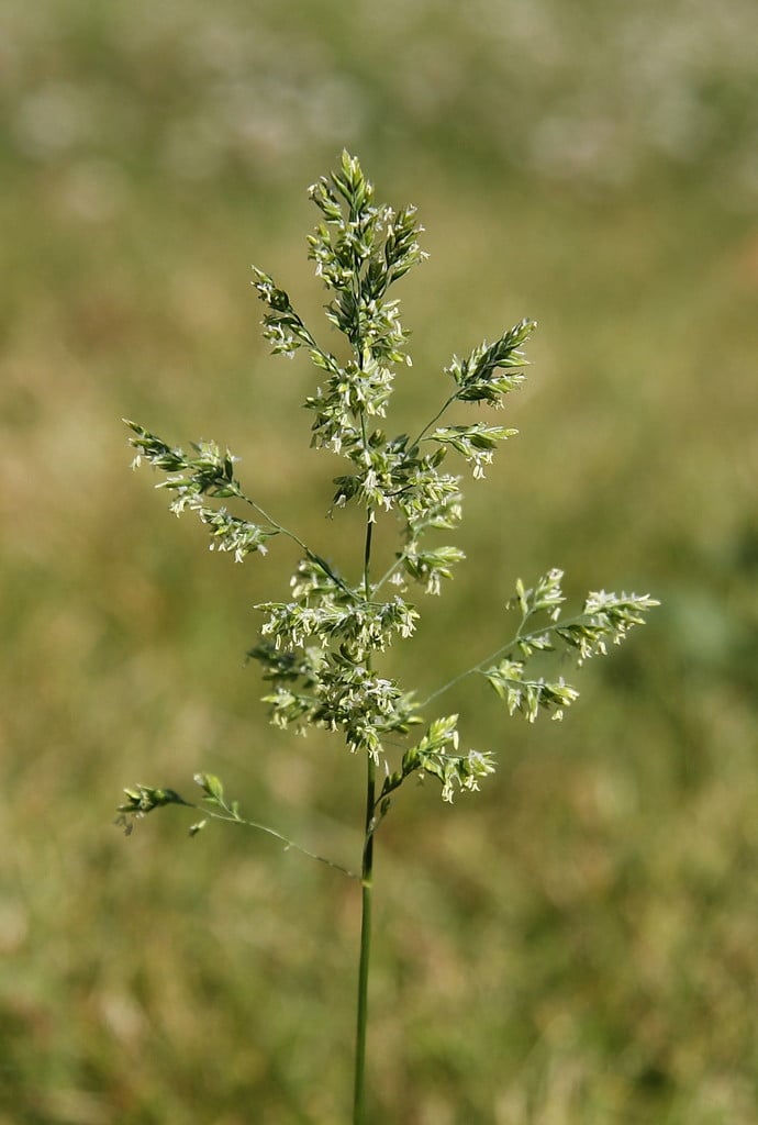 rough meadow grass