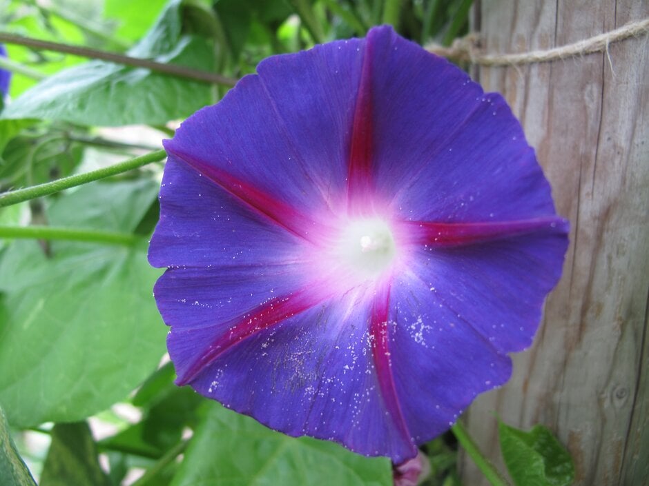 <em>Ipomoea</em> <em>purpurea</em> 'Star of Yelta'