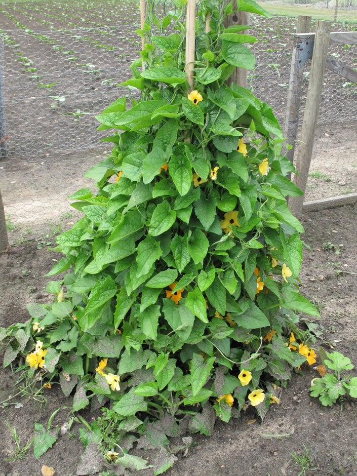 <i>Thunbergia</i> <i>alata</i> mixed