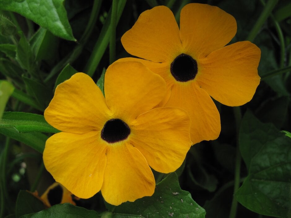 <i>Thunbergia</i> <i>alata</i> mixed