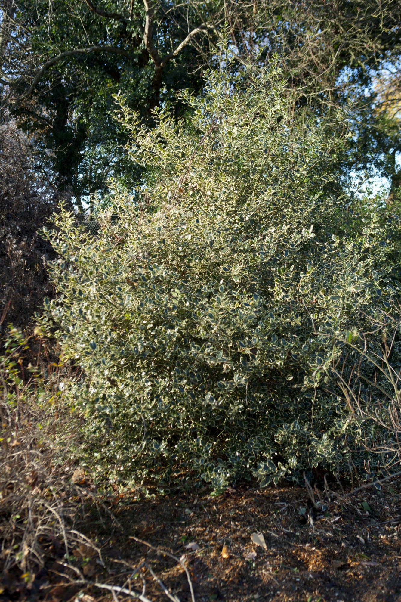 holly 'Elegantissima'