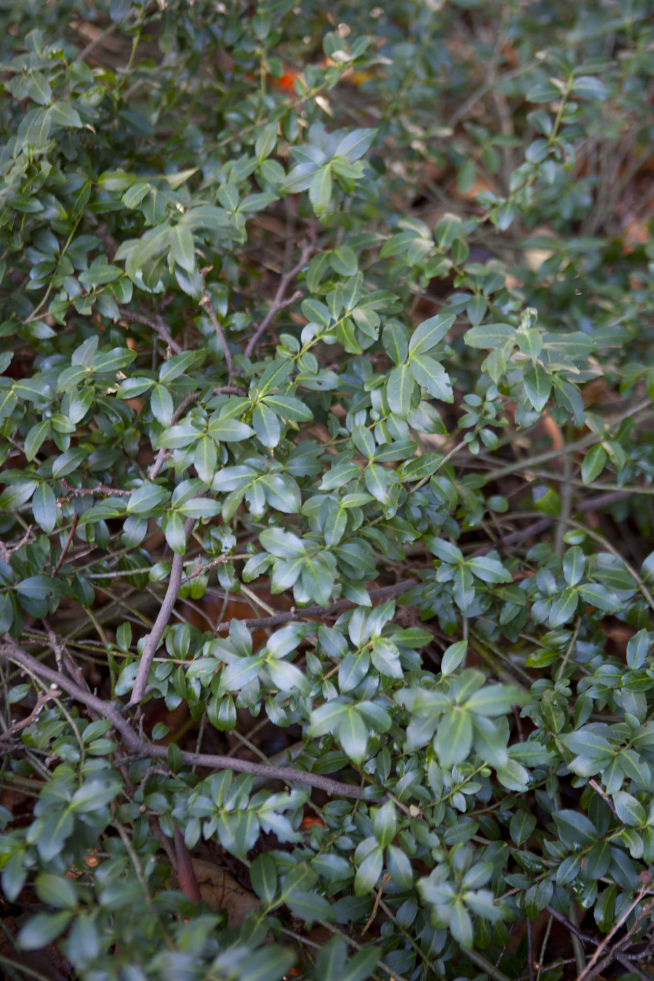 Japanese holly
