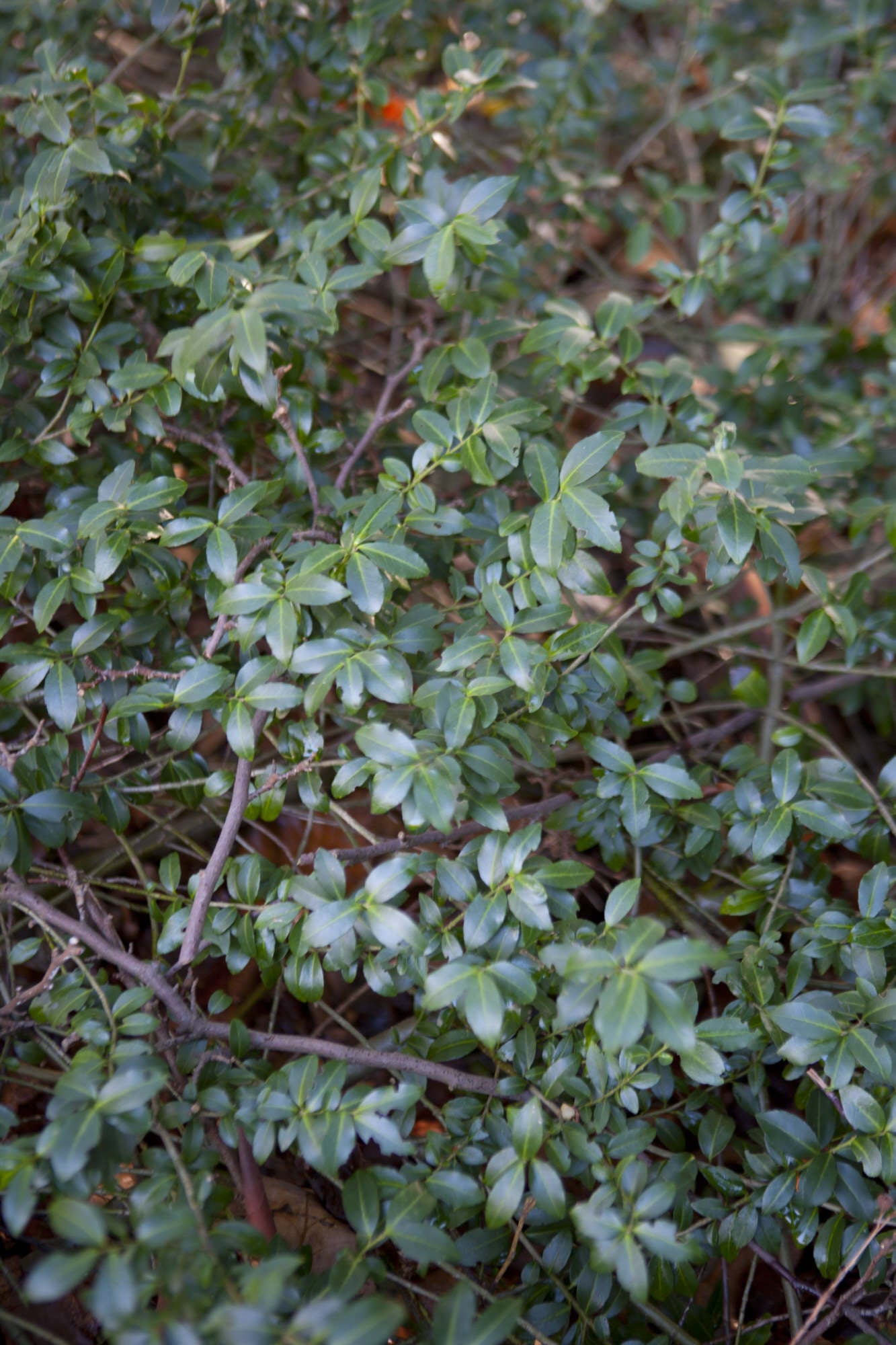Japanese holly