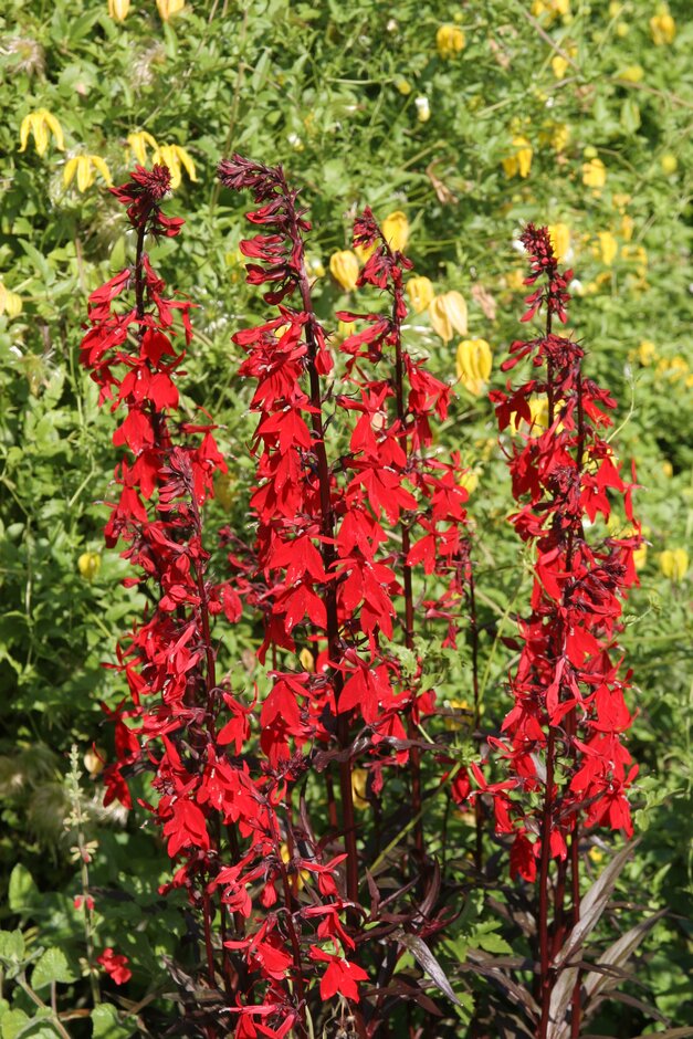 cardinal flower