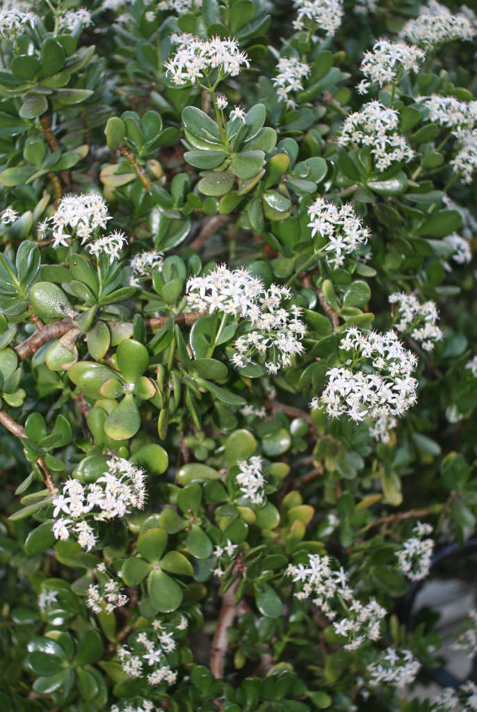 jade plant