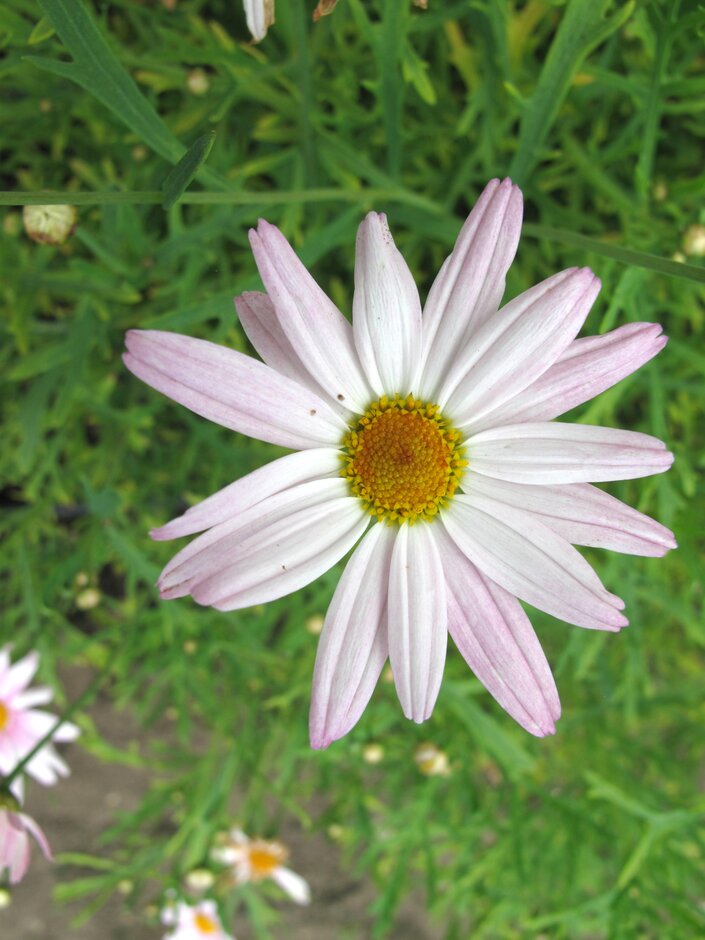 marguerite 'Gill's Pink'