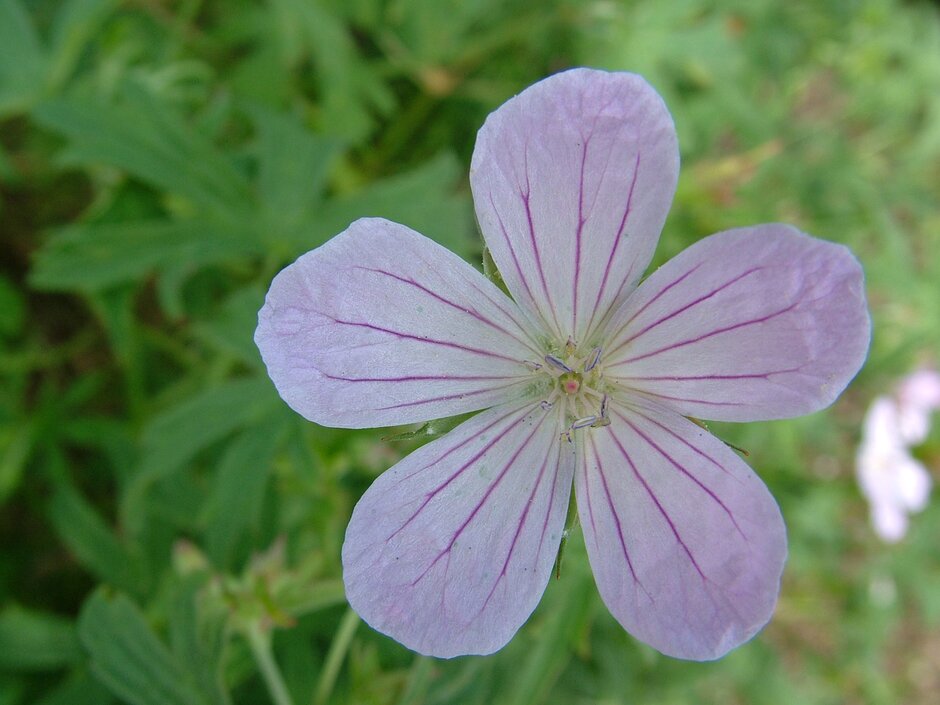 <i>Geranium</i> 'Benjamin Browne'