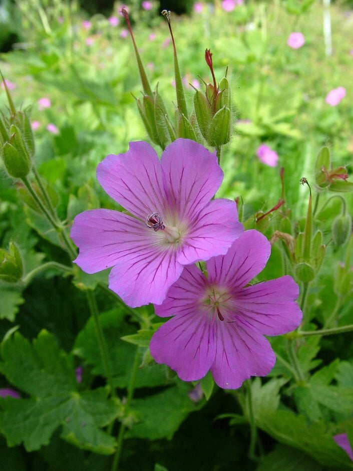 <i>Geranium</i> 'Karis'