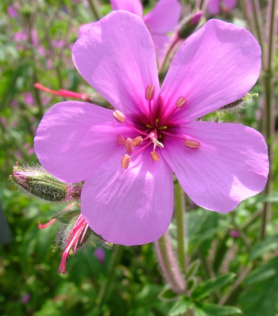 Geranium palmatum | Canary Island geranium/RHS Gardening