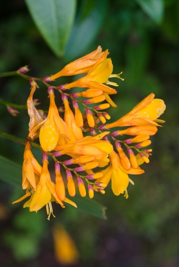 montbretia 'Columbus'