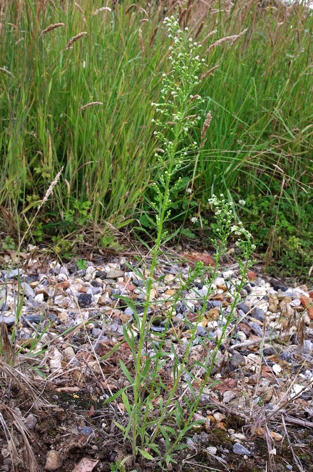 Canadian fleabane