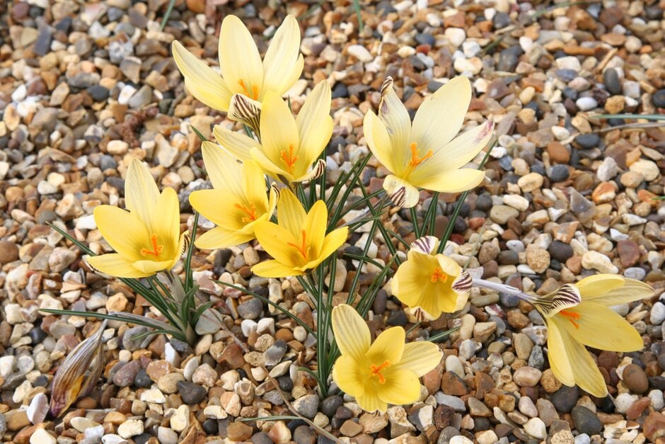 crocus 'Little Amber'