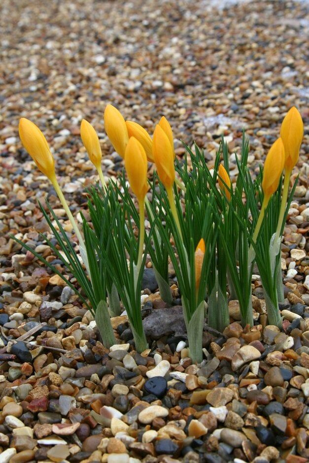 <em>Crocus</em> <em>ancyrensis</em> 'Golden Bunch'