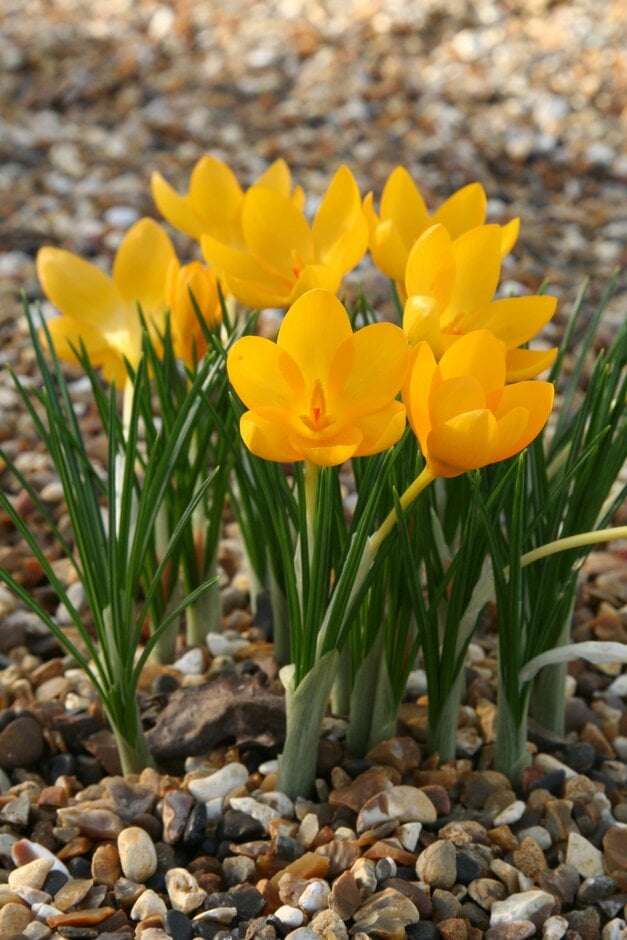 <em>Crocus</em> <em>ancyrensis</em> 'Golden Bunch'