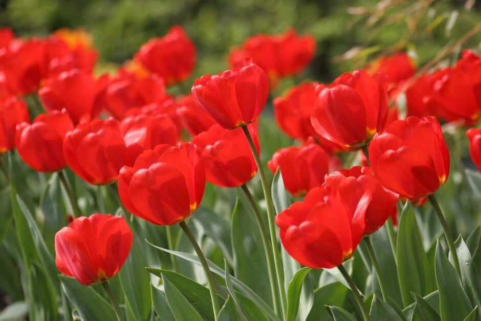 tulip 'Wisley'