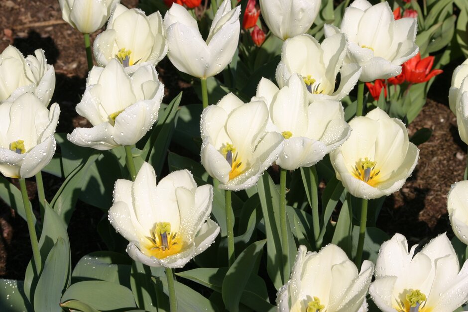 tulip 'Purissima'