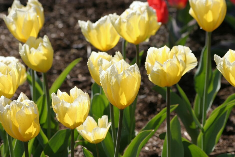 tulip 'Sweetheart'