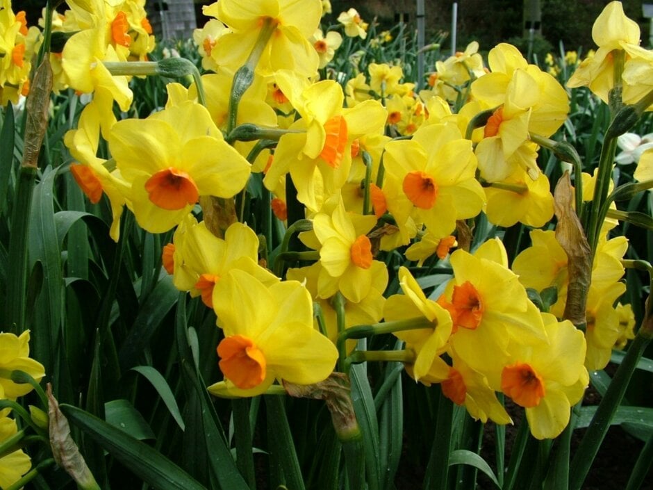 daffodil 'Castanets'