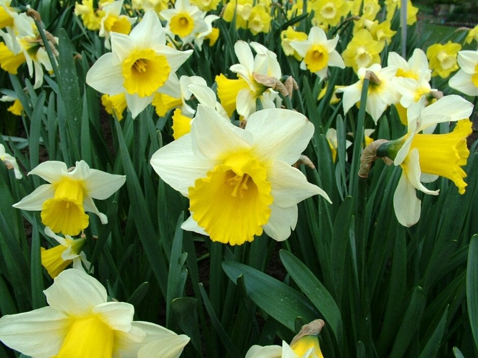 daffodil 'Karelia'