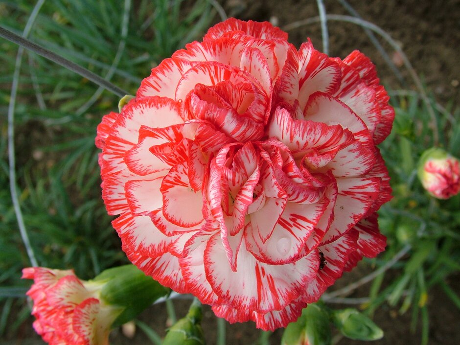 <i>Dianthus</i> 'Andrew Locker' (b)
