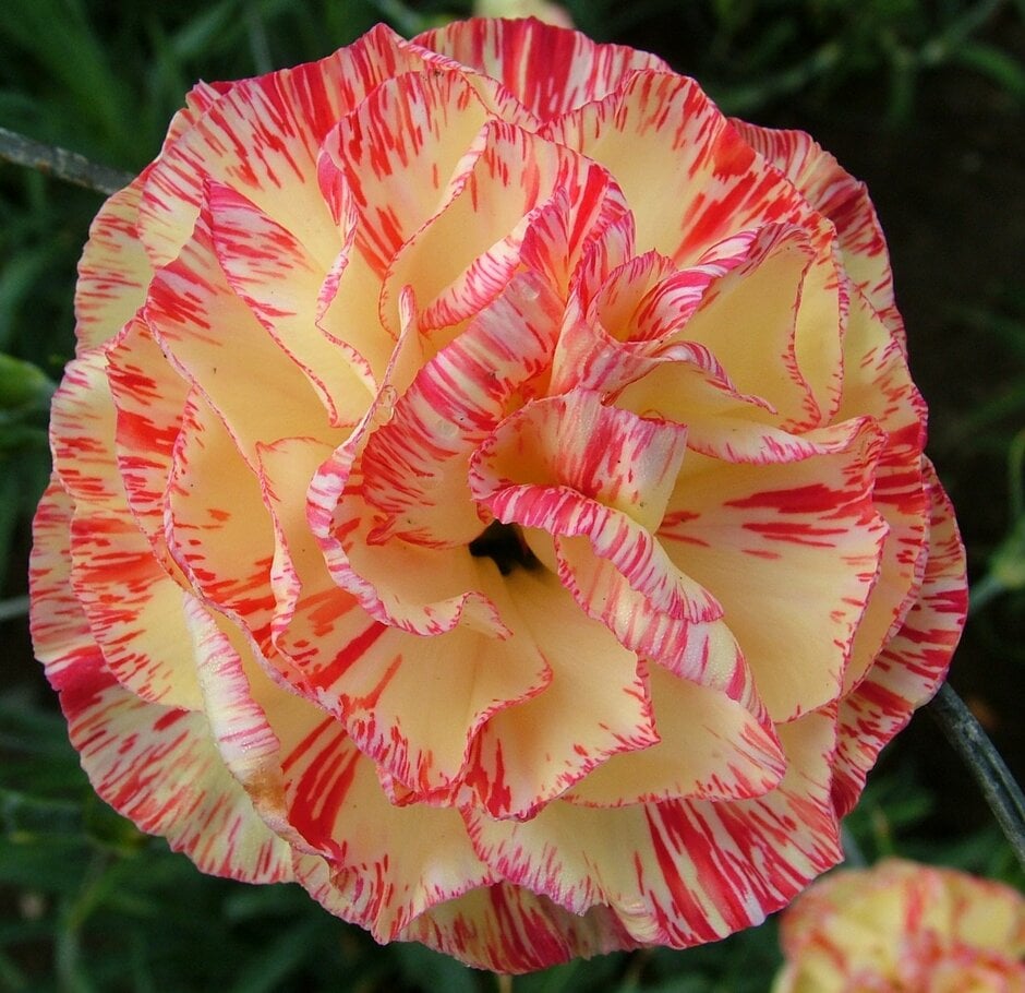 <i>Dianthus</i> 'Andrew Morton' (b)