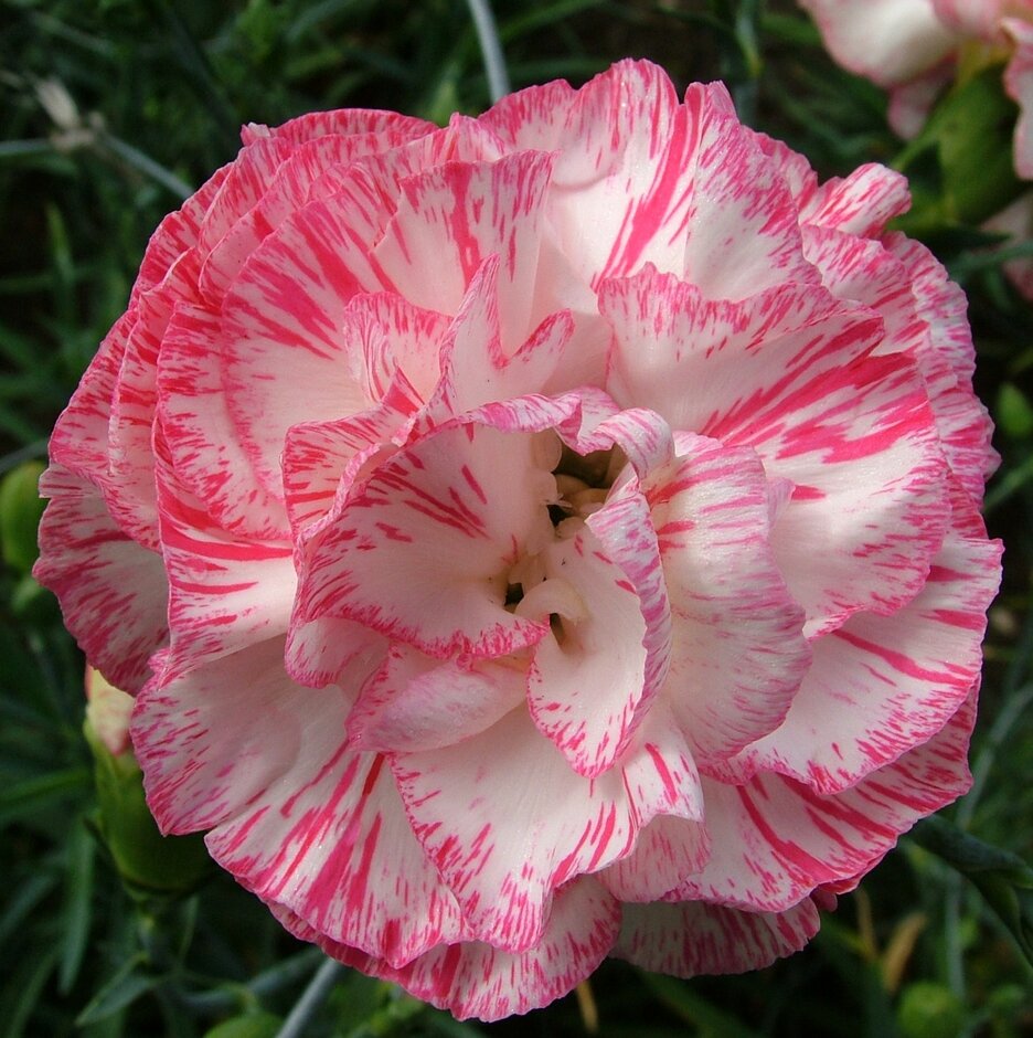 <i>Dianthus</i> 'Chesswood Dorothy Cottam' (b)