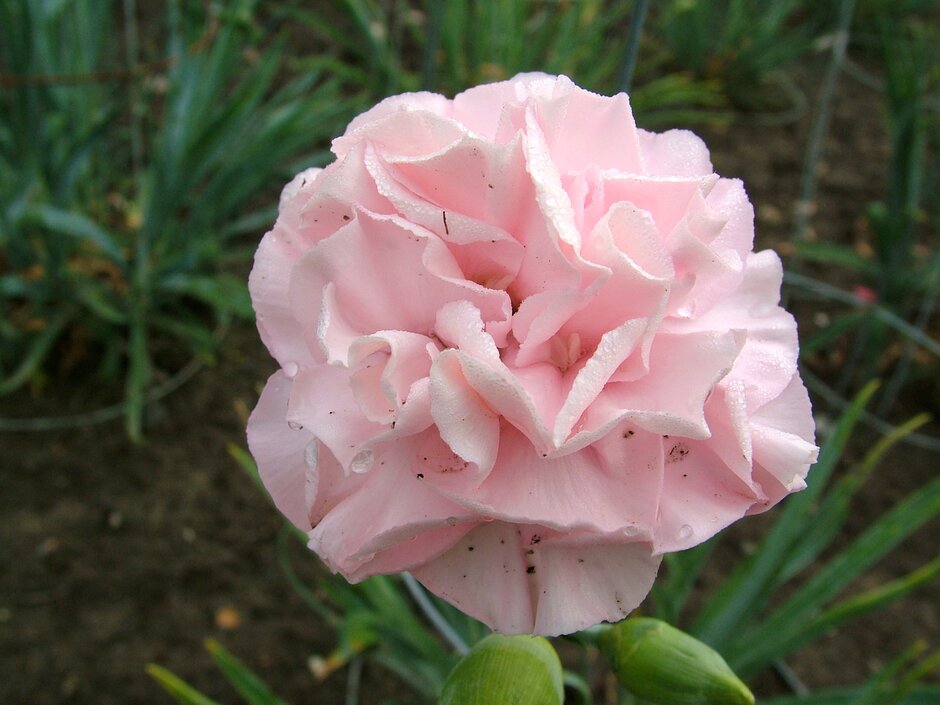 <i>Dianthus</i> 'Christine Anne' (b)