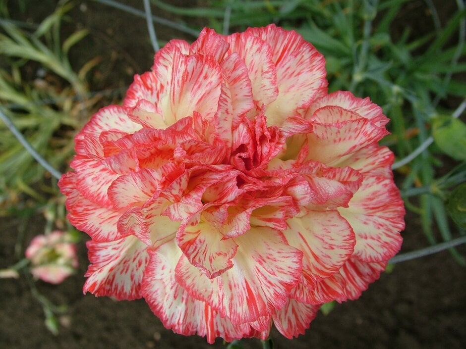 <i>Dianthus</i> 'Emily Brade' (b)
