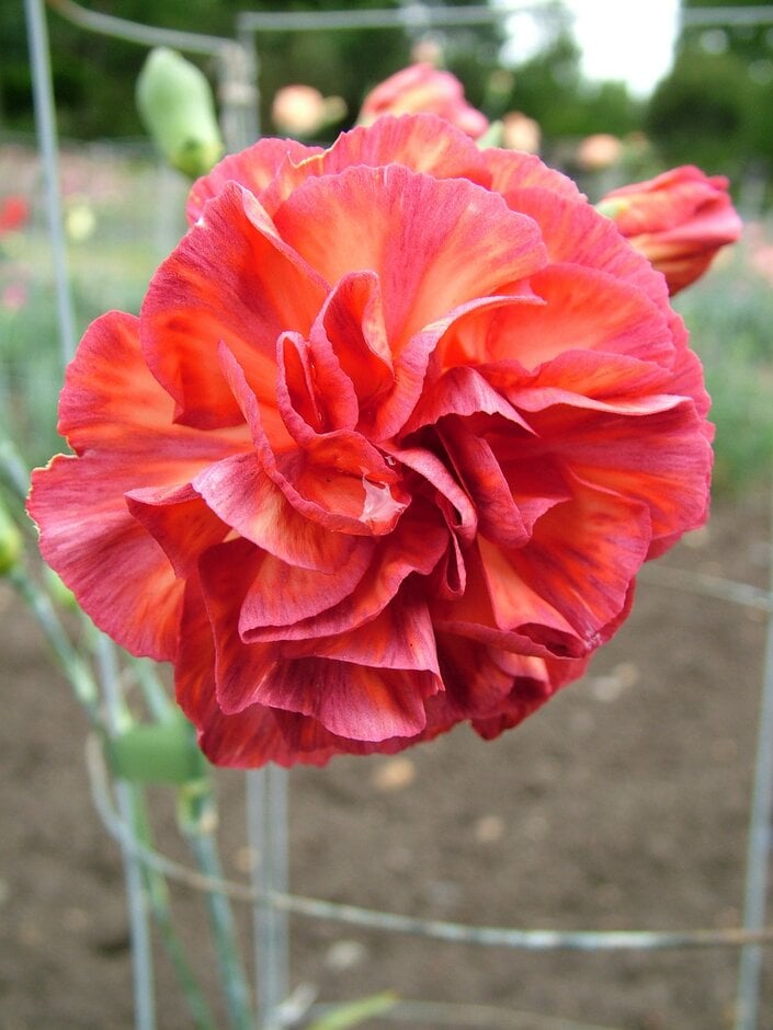 <i>Dianthus</i> 'Fireball' (b)