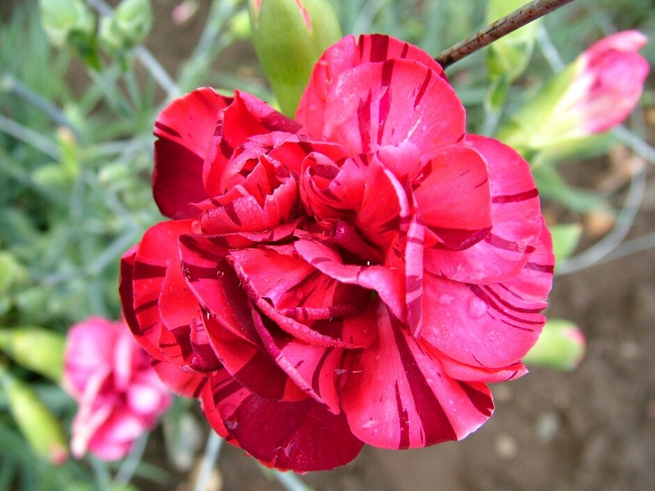 <i>Dianthus</i> 'John Brotherton' (b)