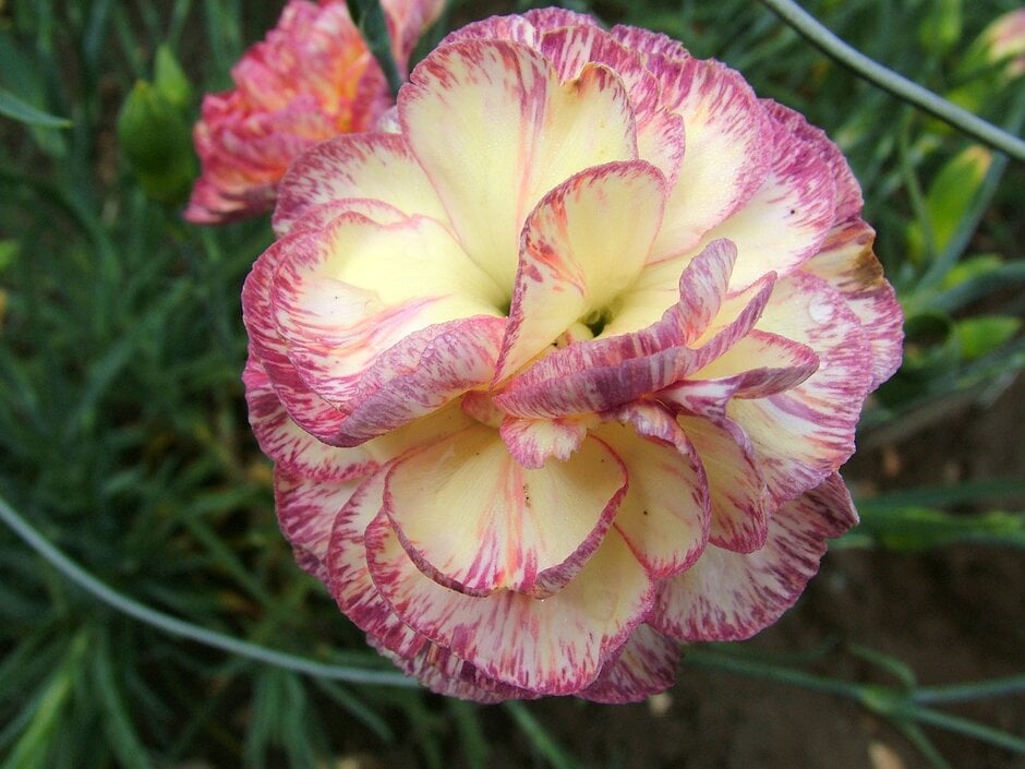 <i>Dianthus</i> 'Pennine Mist' (b)