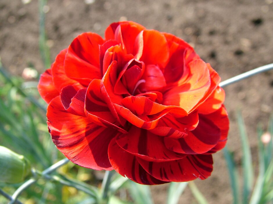 <i>Dianthus</i> 'Spinfield Comet' (b)